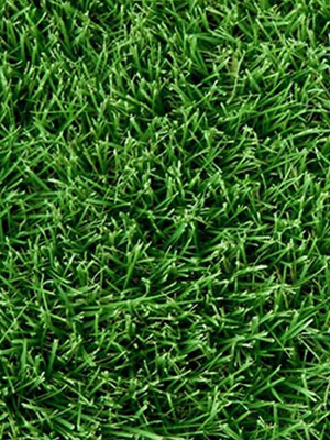 Cavalier Zoysia