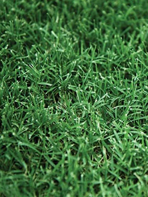 Celebration Bermudagrass