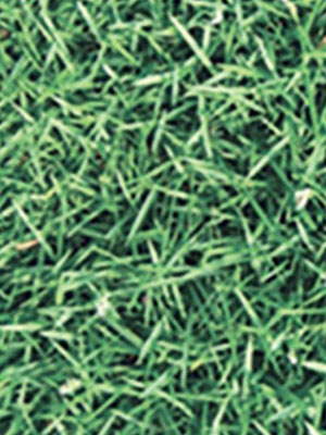Emerald Zoysia