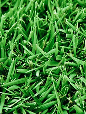 Empire Zoysia