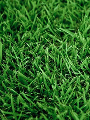 Palisades Zoysia
