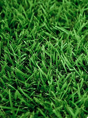 Palisades Zoysia