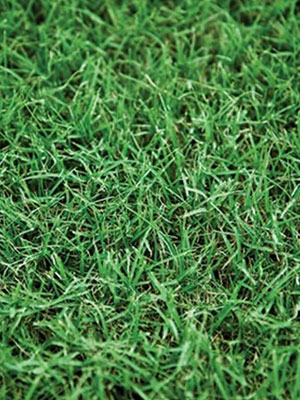 Tifway 419 Bermuda