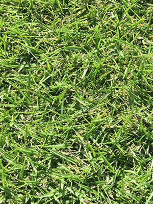 Zeon Zoysia